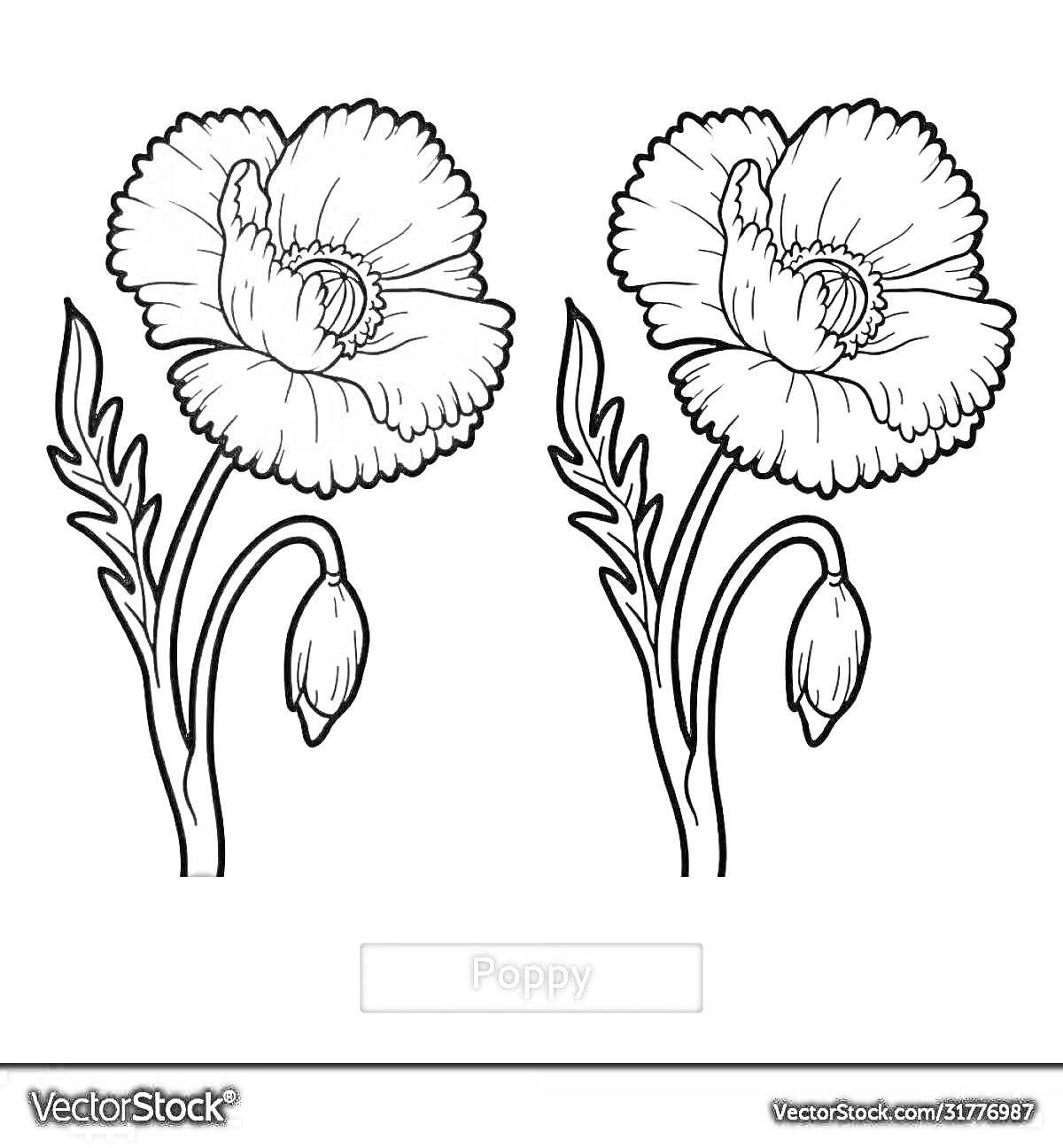 Раскраска Одноцветный и раскрашенный мак с бутонами и стеблями