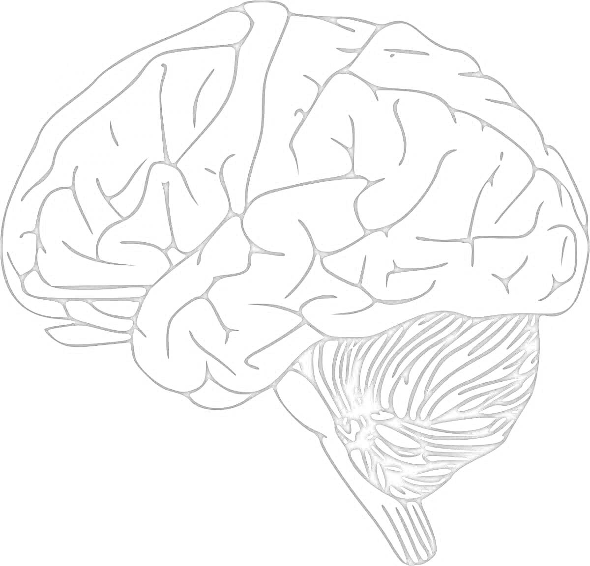 Раскраска Головной мозг с деталями коры и мозжечка