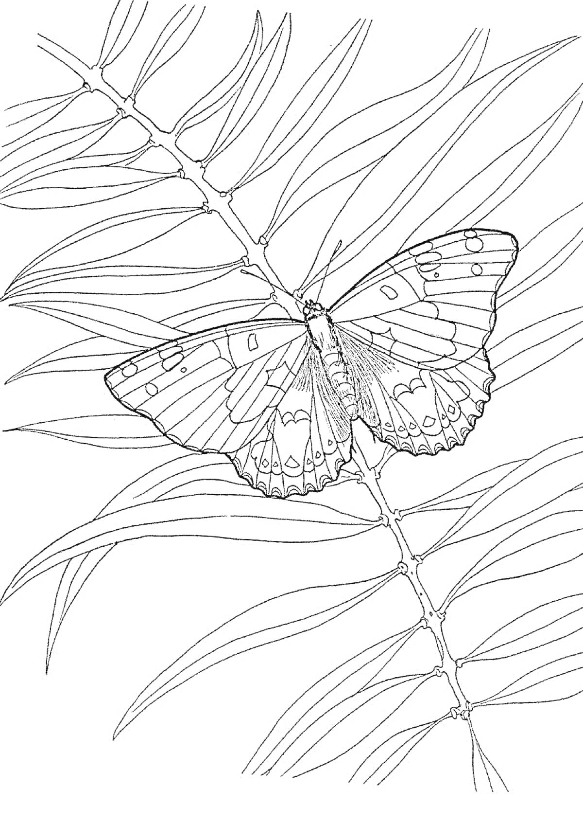 На раскраске изображено: Бабочка, Ветка, Листья, Природа, Насекомое
