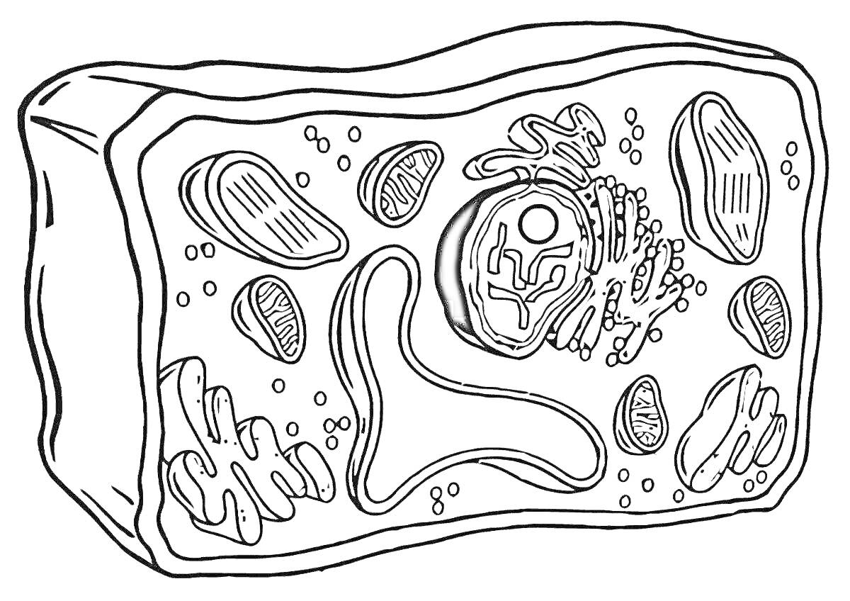 Раскраска Структура растительной клетки с органеллами (ядро, митохондрия, хлоропласт, рибосома, эндоплазматическая сеть, аппарат Гольджи, вакуоль, клеточная стенка)