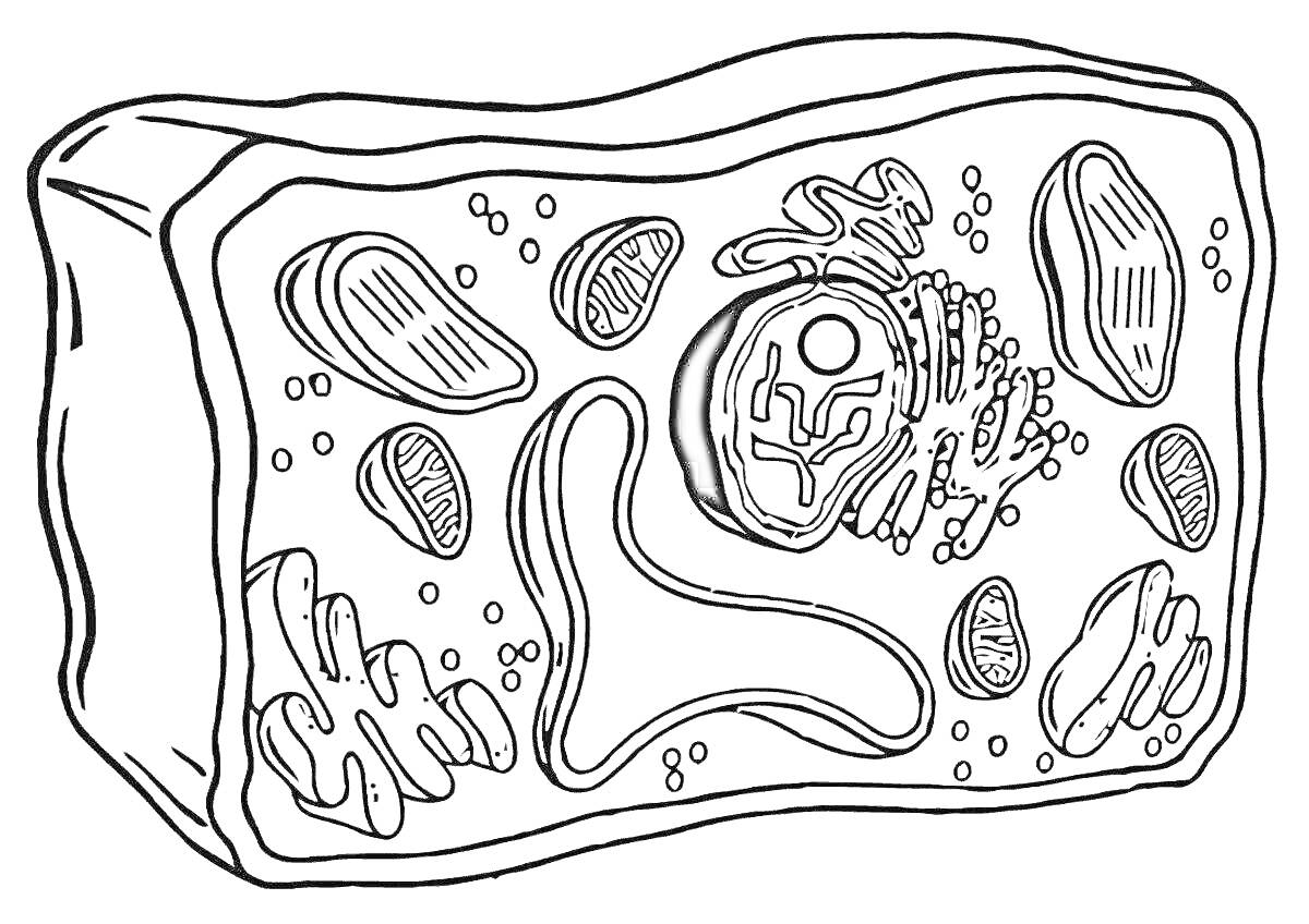 На раскраске изображено: Растительная клетка, Органеллы, Митохондрия, Хлоропласт, Рибосома, Эндоплазматическая сеть, Аппарат Гольджи, Вакуоль, Клеточная стенка, Биология, Клеточная структура, Ядра