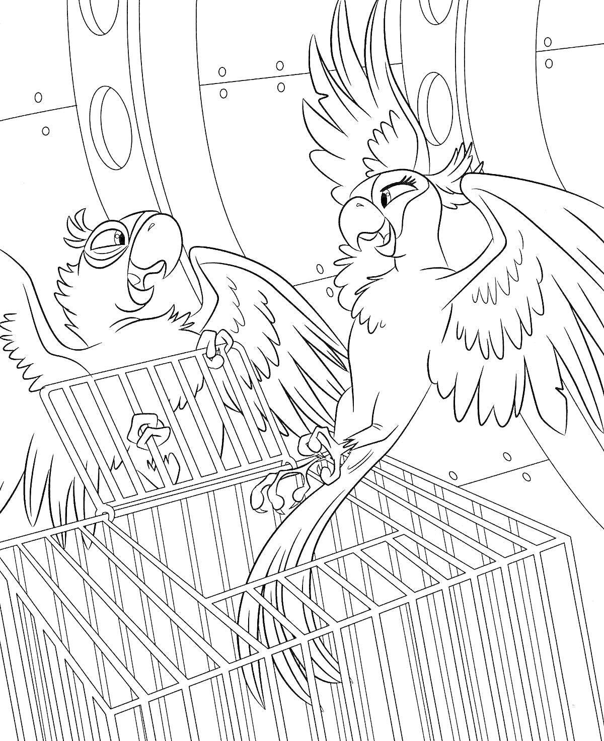 На раскраске изображено: Два попугая, Помещение, Детали интерьера, Крылья