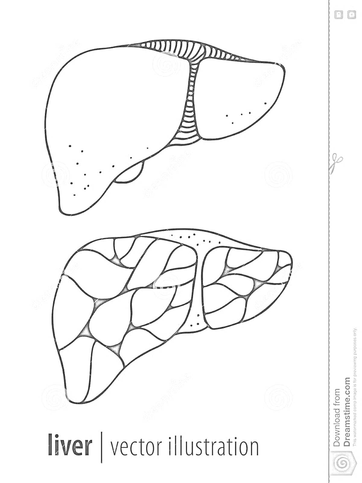 Печень человека. Иллюстрация двух изображений. Схематическое и разбитое на сегменты.