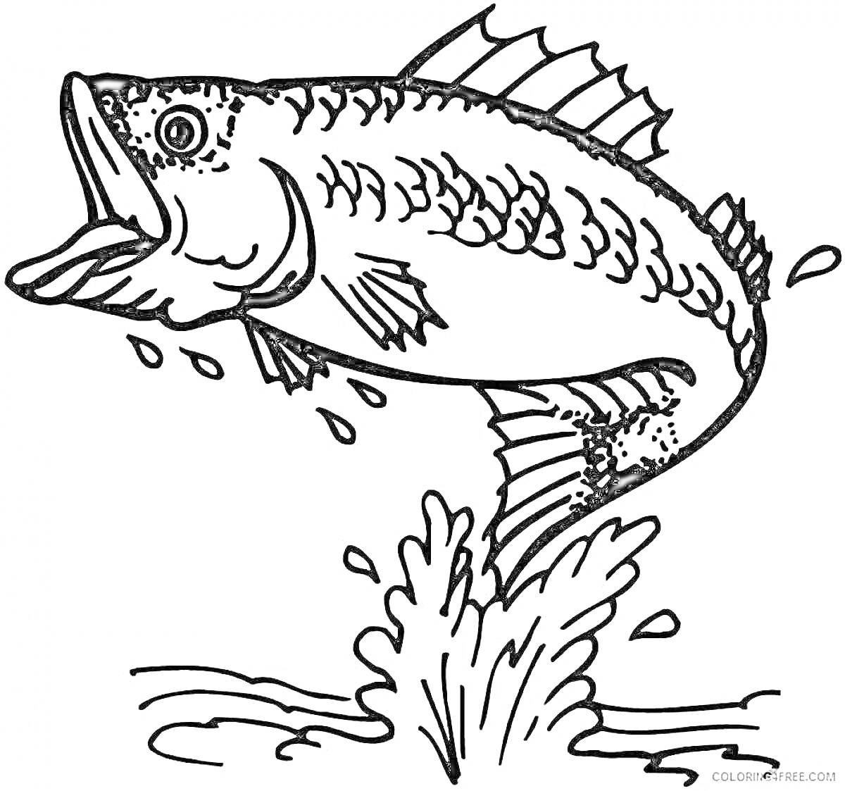 Раскраска Прыгающая рыба с брызгами воды