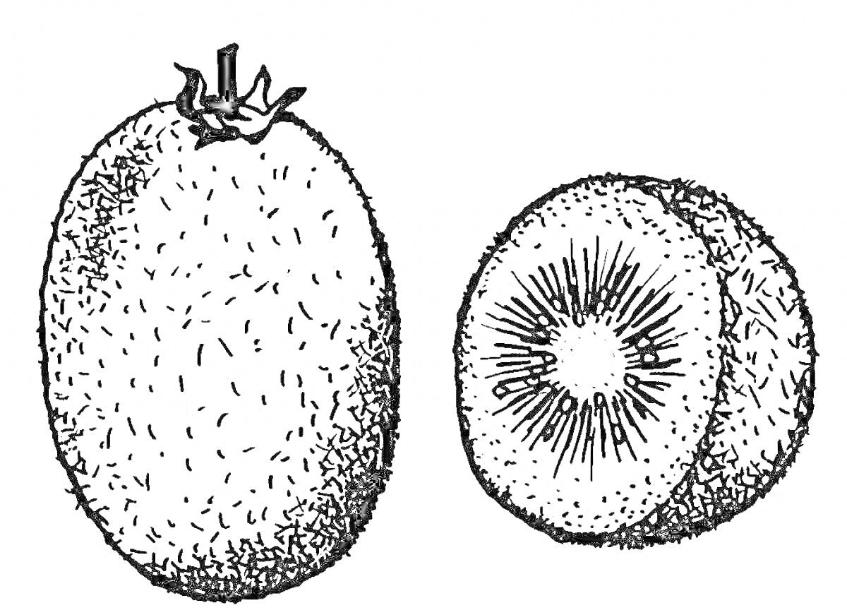 На раскраске изображено: Киви, Фрукты, Для детей, Разрезанный киви, Целый киви