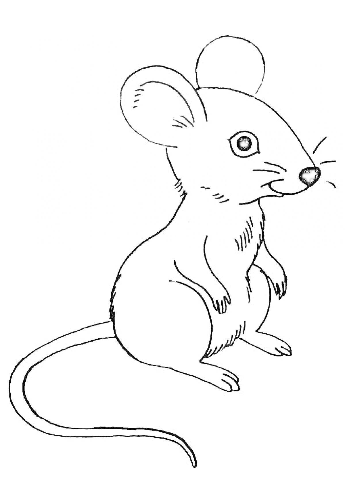 На раскраске изображено: Мышь, Животные, Длинный хвост, Усы, Уши, Сидеть
