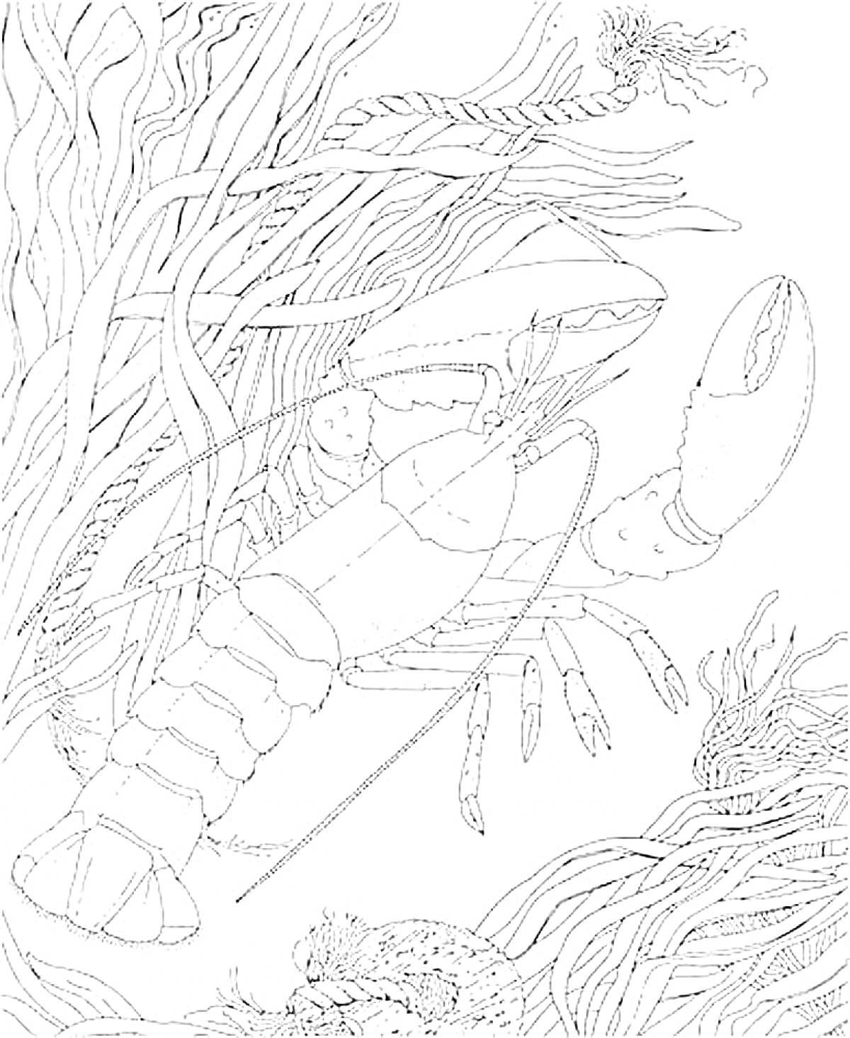 Раскраска Евсейка в морских водорослях и кораллах