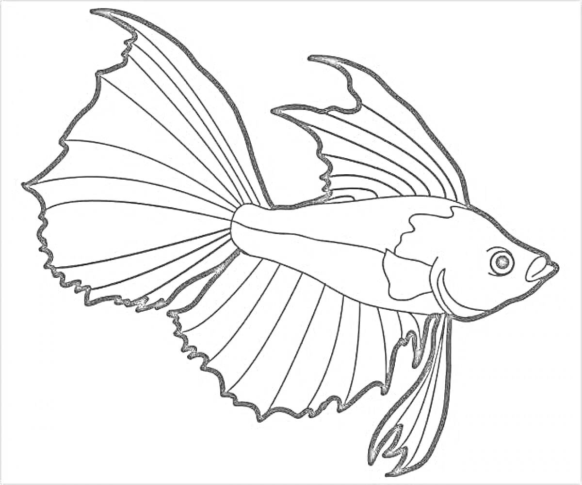 Раскраска Раскраска с рыбкой петушком с большими плавниками