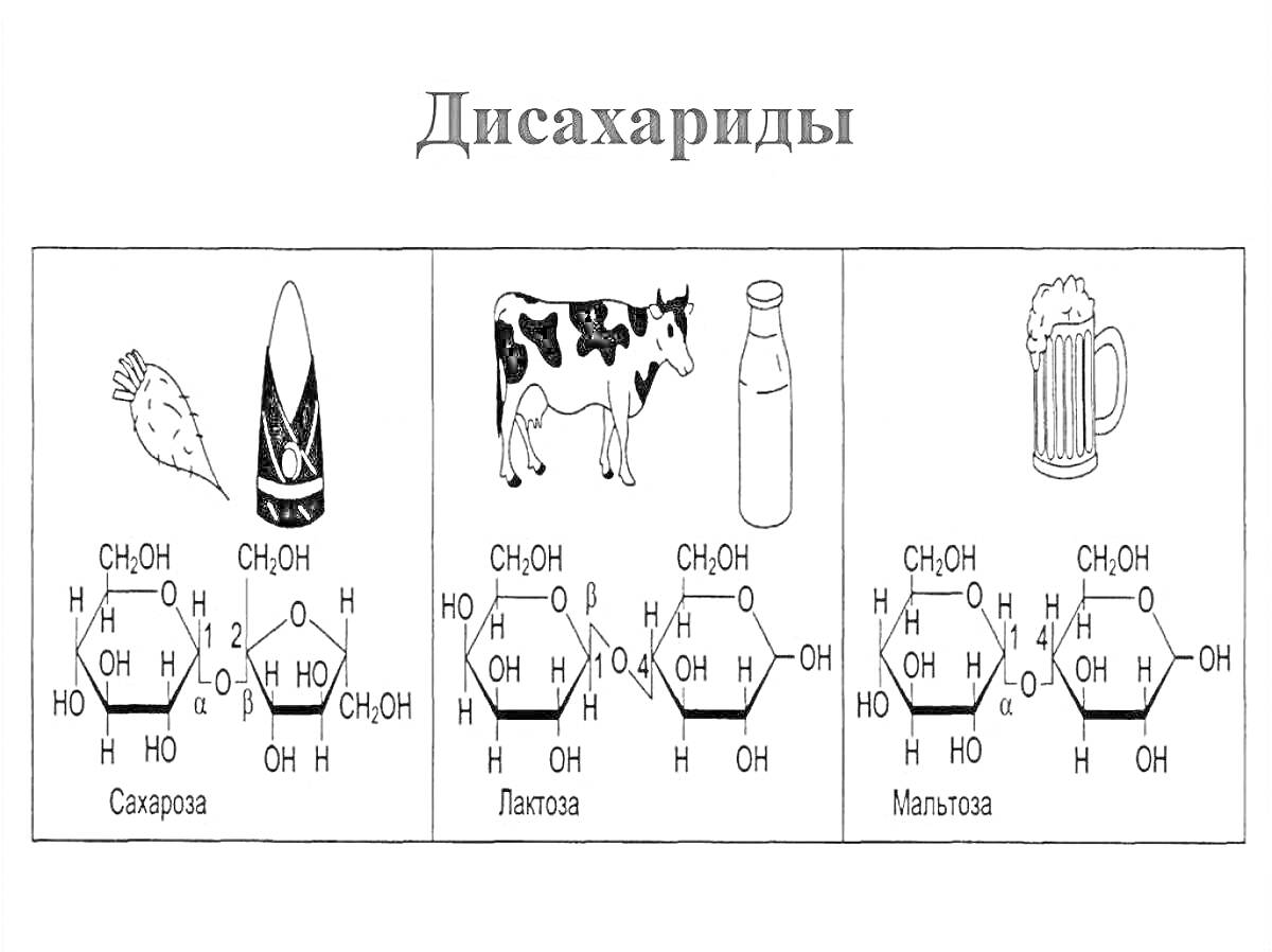 Раскраска Дисахариды - сахароза, лактоза, мальтоза с изображениями бурака, сахарного конуса, коровы, бутылки молока, кружки пива и химическими формулами