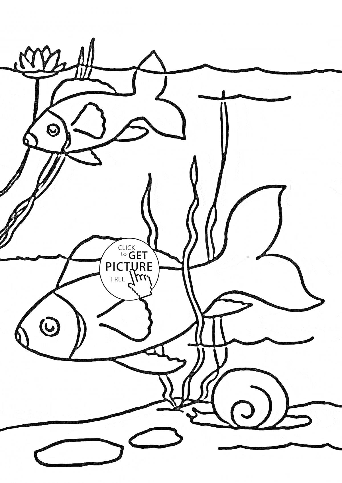 Раскраска Две рыбы, ракушка и водоросли