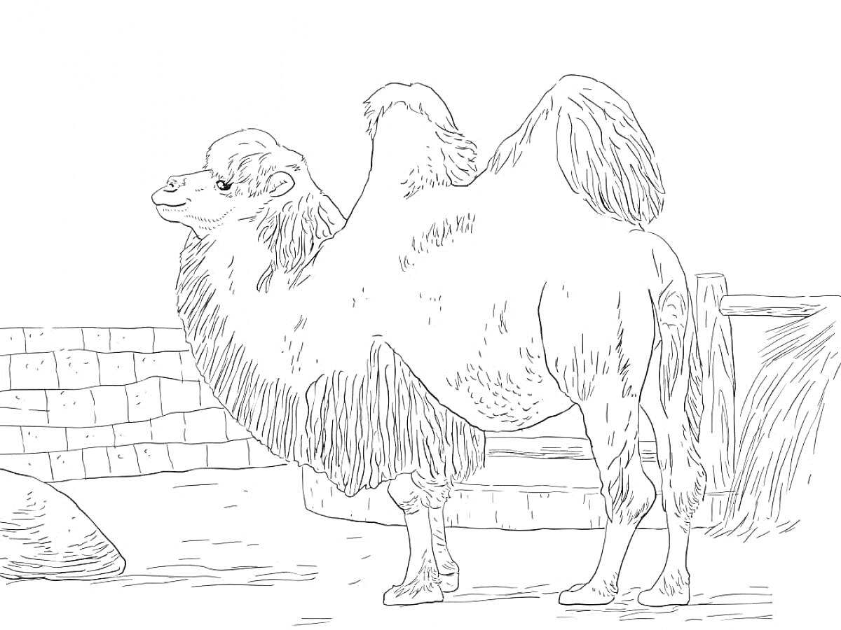 На раскраске изображено: Верблюд, Ферма, Забор, Каменная стена, Природа
