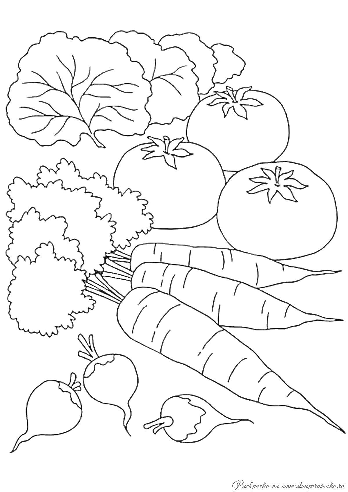 На раскраске изображено: Овощи, Капуста, Петрушка, Морковь, Редька, Для детей, 3-4 года, Обучение, Еда