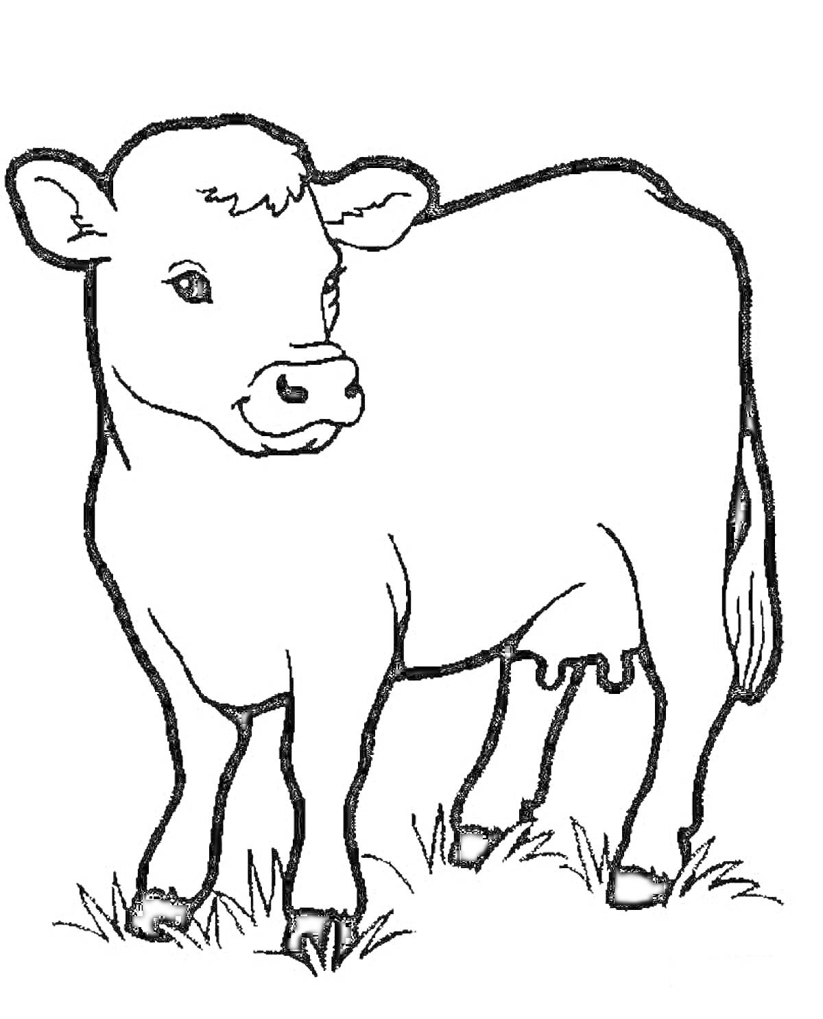Раскраска Корова на траве