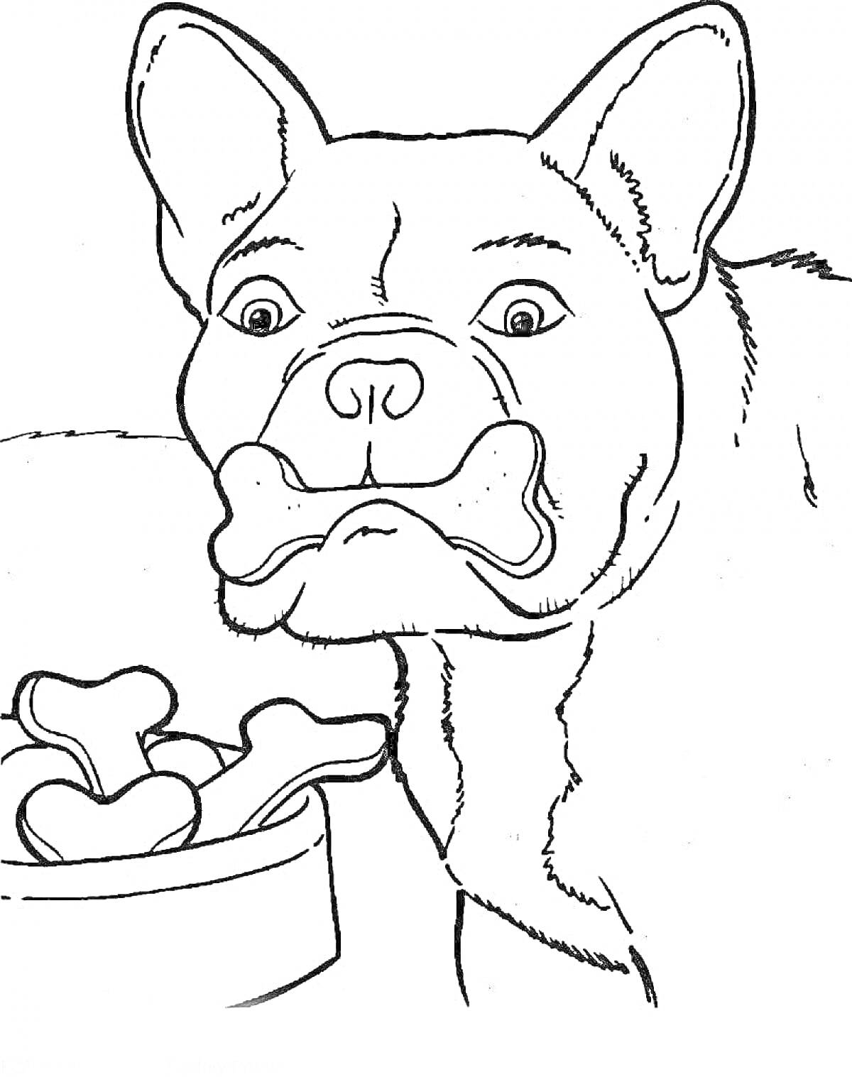 Раскраска Бульдог с косточкой во рту и миской с косточками
