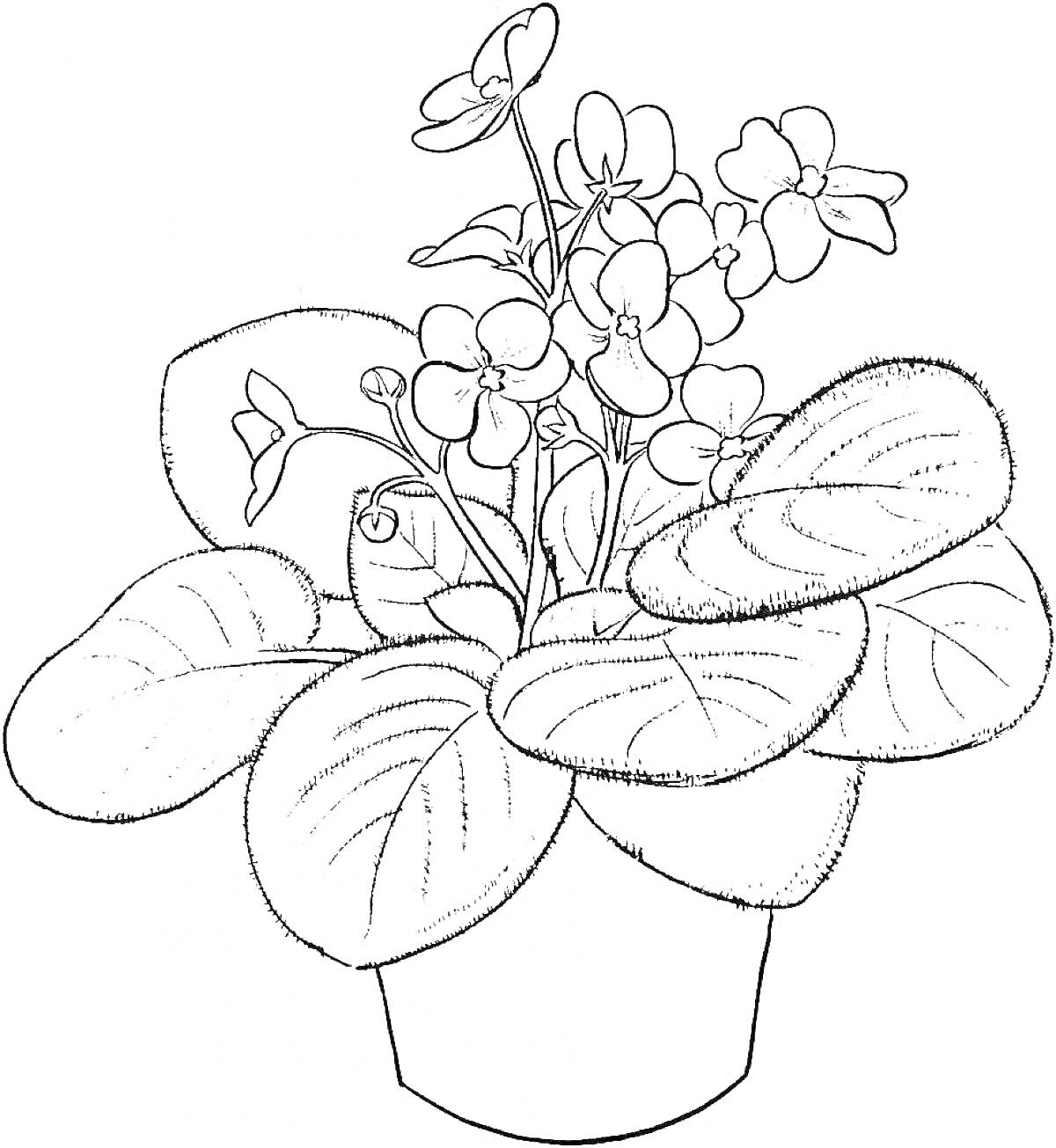 Раскраска Растение в горшке с цветущими цветами и большими листьями