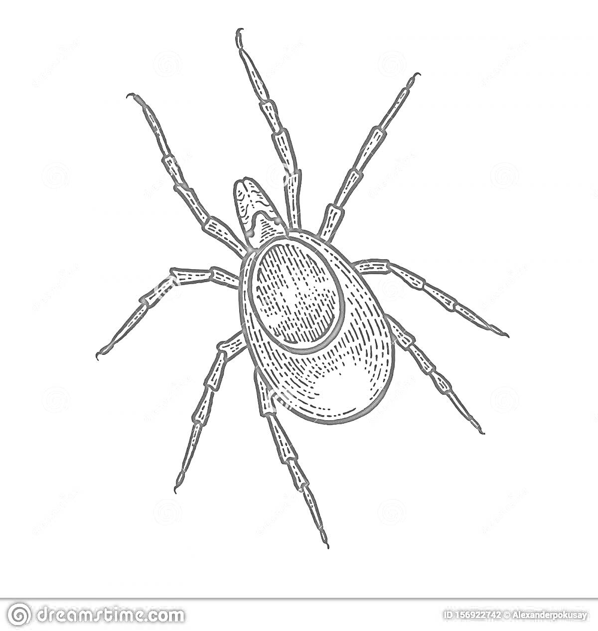 На раскраске изображено: Клещ, Насекомое