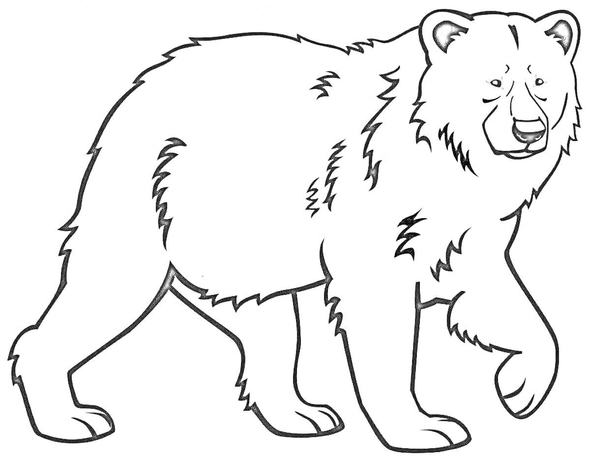 Раскраска Рисунок медведя, идущий боком
