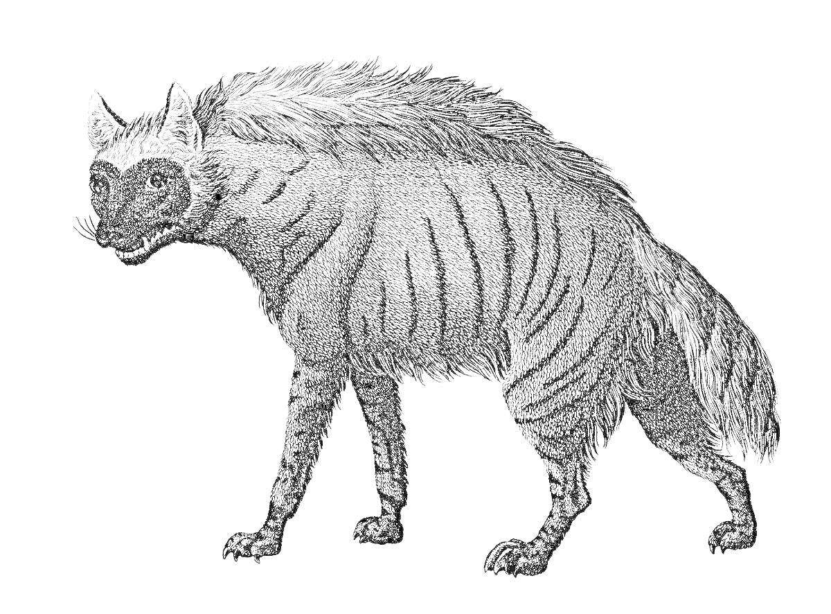 На раскраске изображено: Полосатая гиена, Дикая природа, Млекопитающее, Мех, Полосы