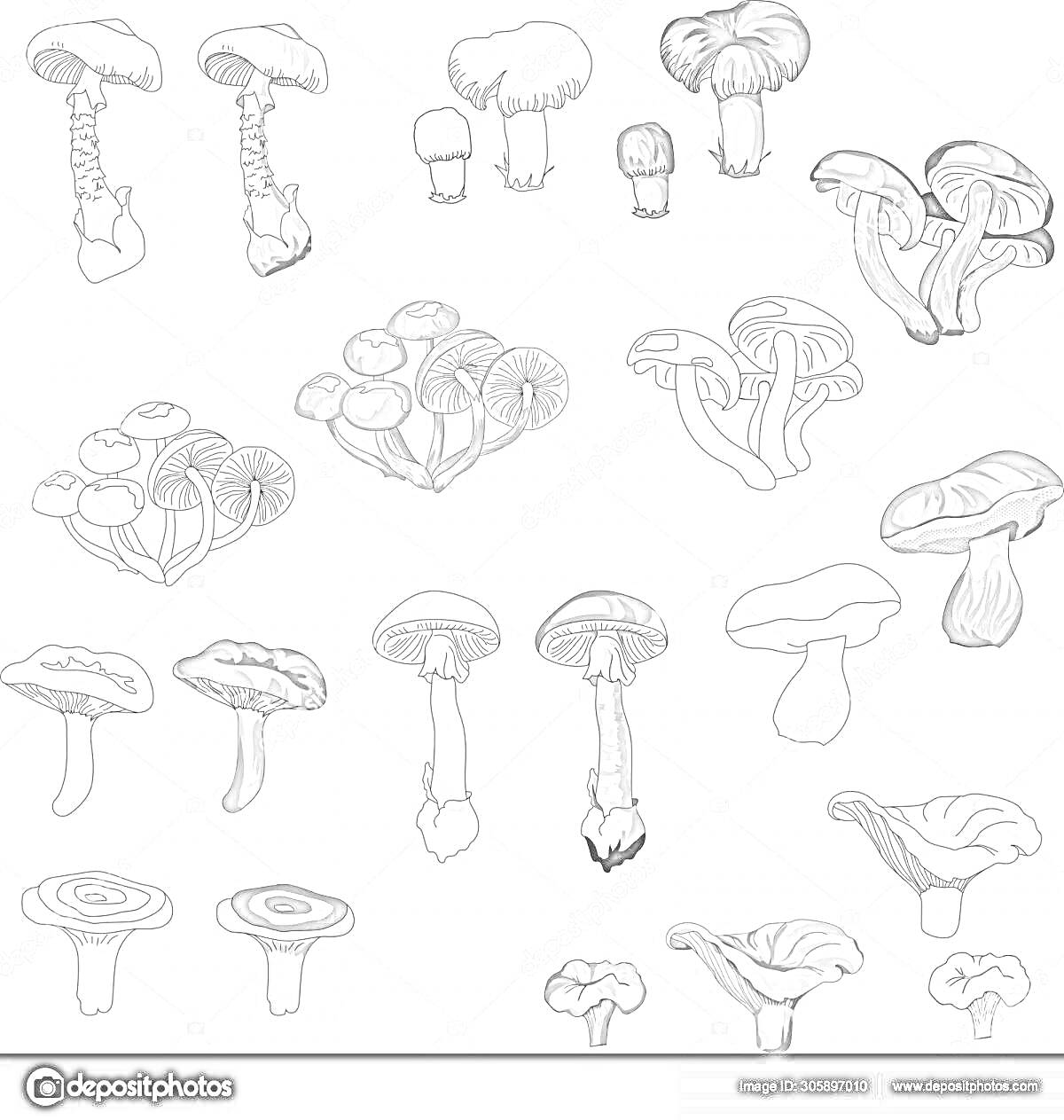 Раскраска Съедобные и несъедобные грибы, рисунки разных видов грибов