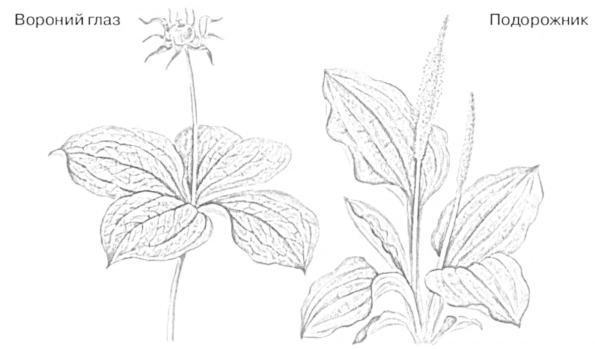 На раскраске изображено: Вороний глаз, Подорожник, Растения, Листья, Ботаника