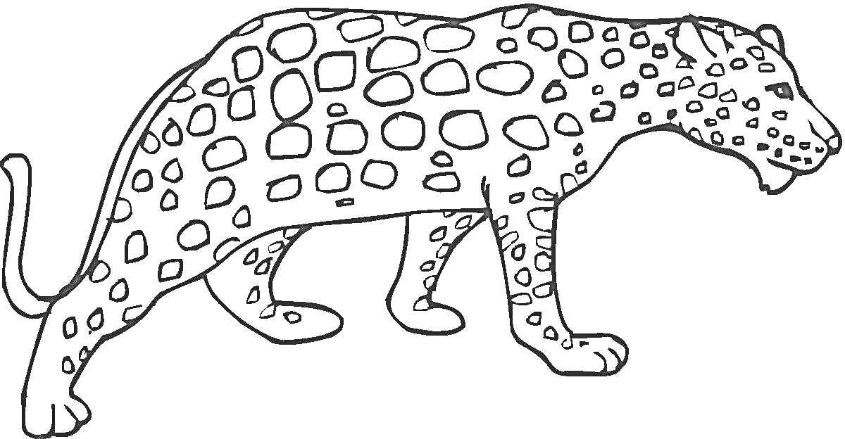 Раскраска Гепард с пятнистым рисунком на теле
