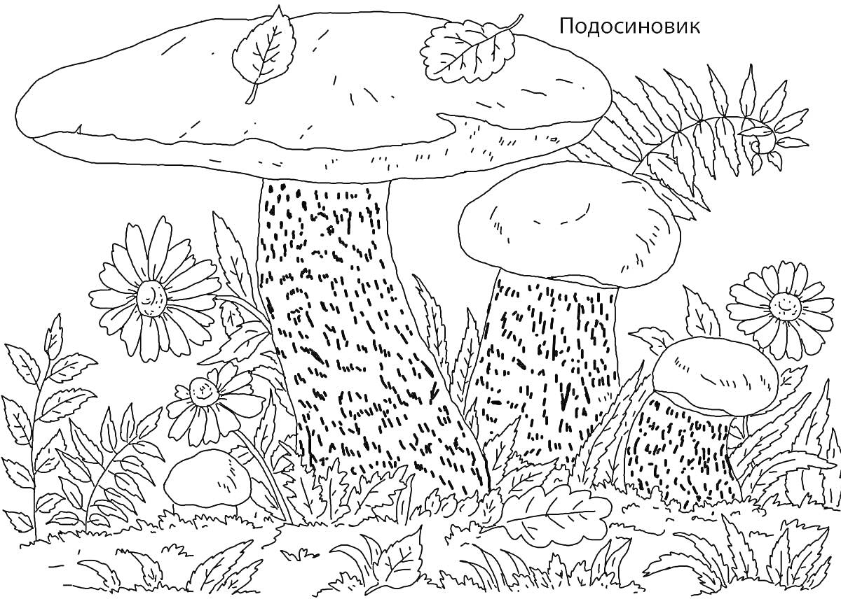 На раскраске изображено: Подосиновик, Грибы, Листья, Трава, Природа