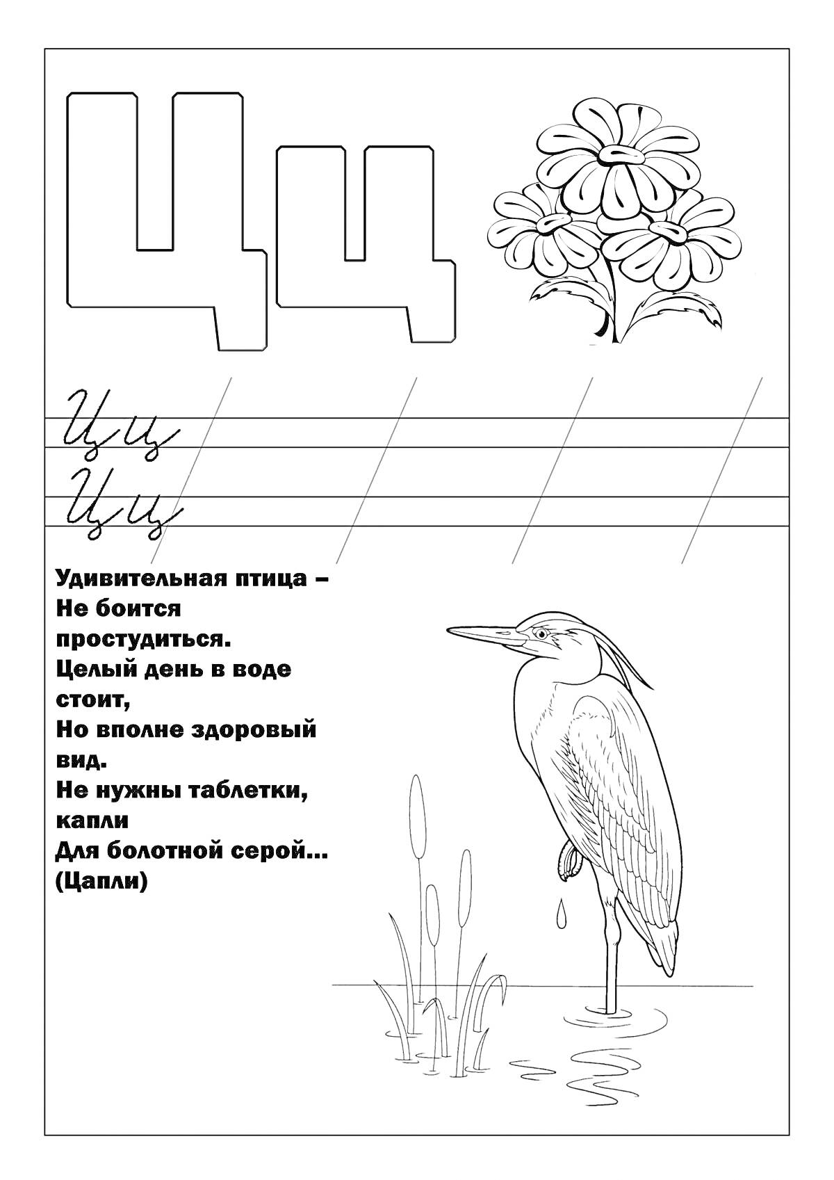 На раскраске изображено: Буква Ц, Цветы, Цапля, Болото, Обучение, 1 класс, Алфавит, Образование