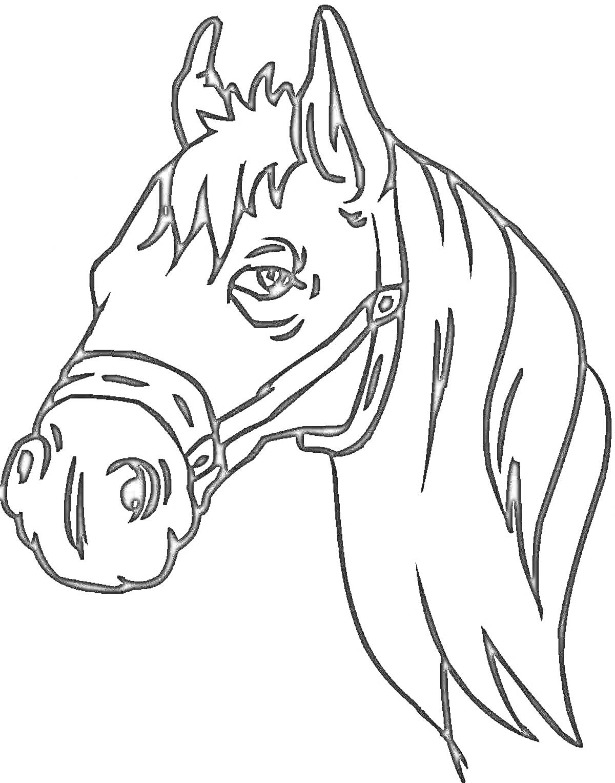 На раскраске изображено: Лошадь, Уздечка, Профиль