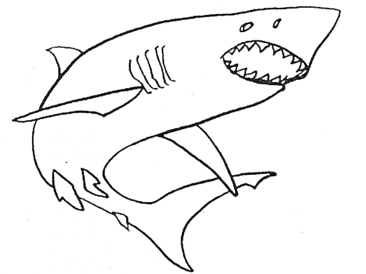 Раскраска Раскраска - акула мегалодон с открытой пастью и плавниками