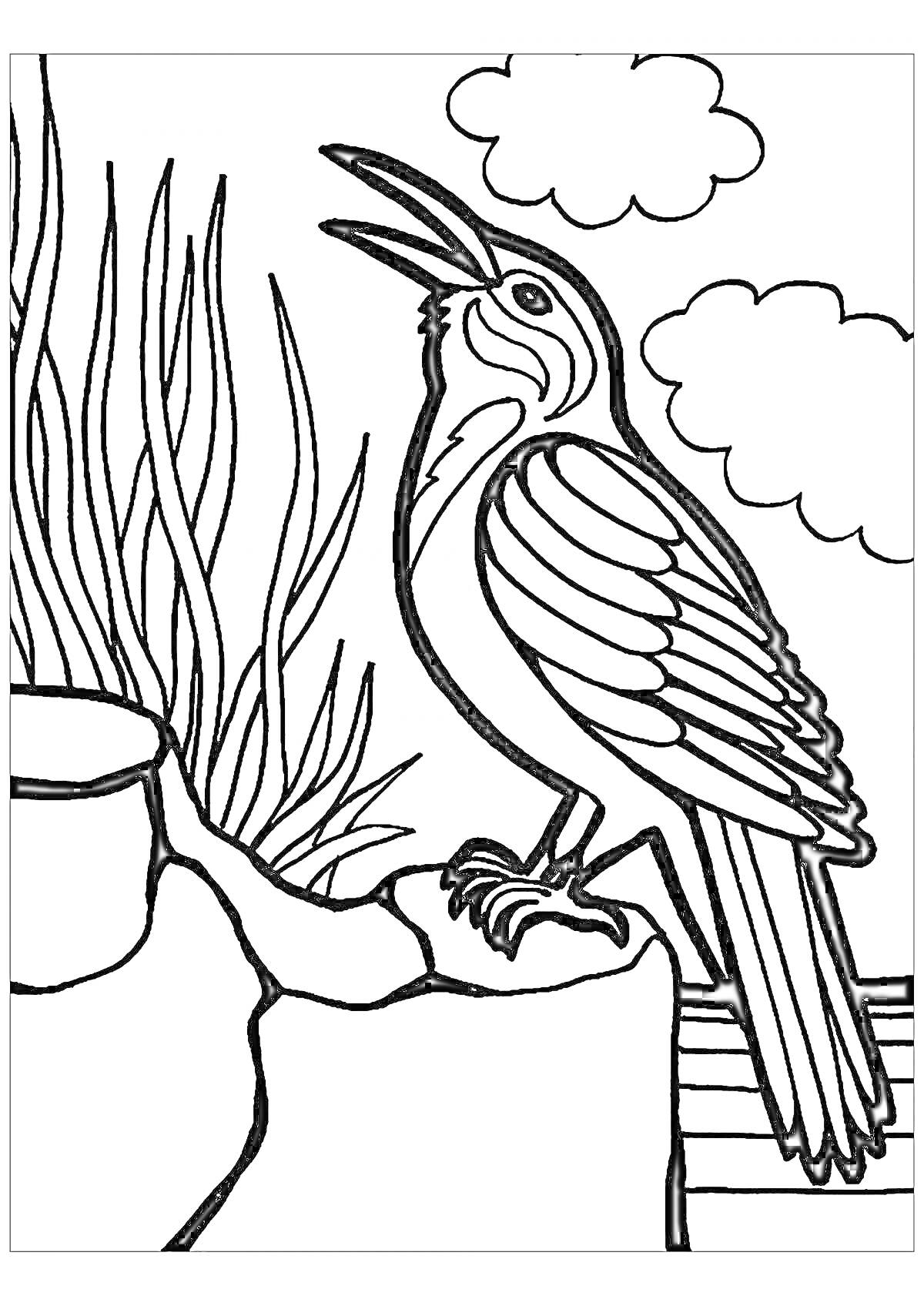 Раскраска Галчонок из Простоквашино, сидящий на заборе с видами облаков и кустов на заднем плане.