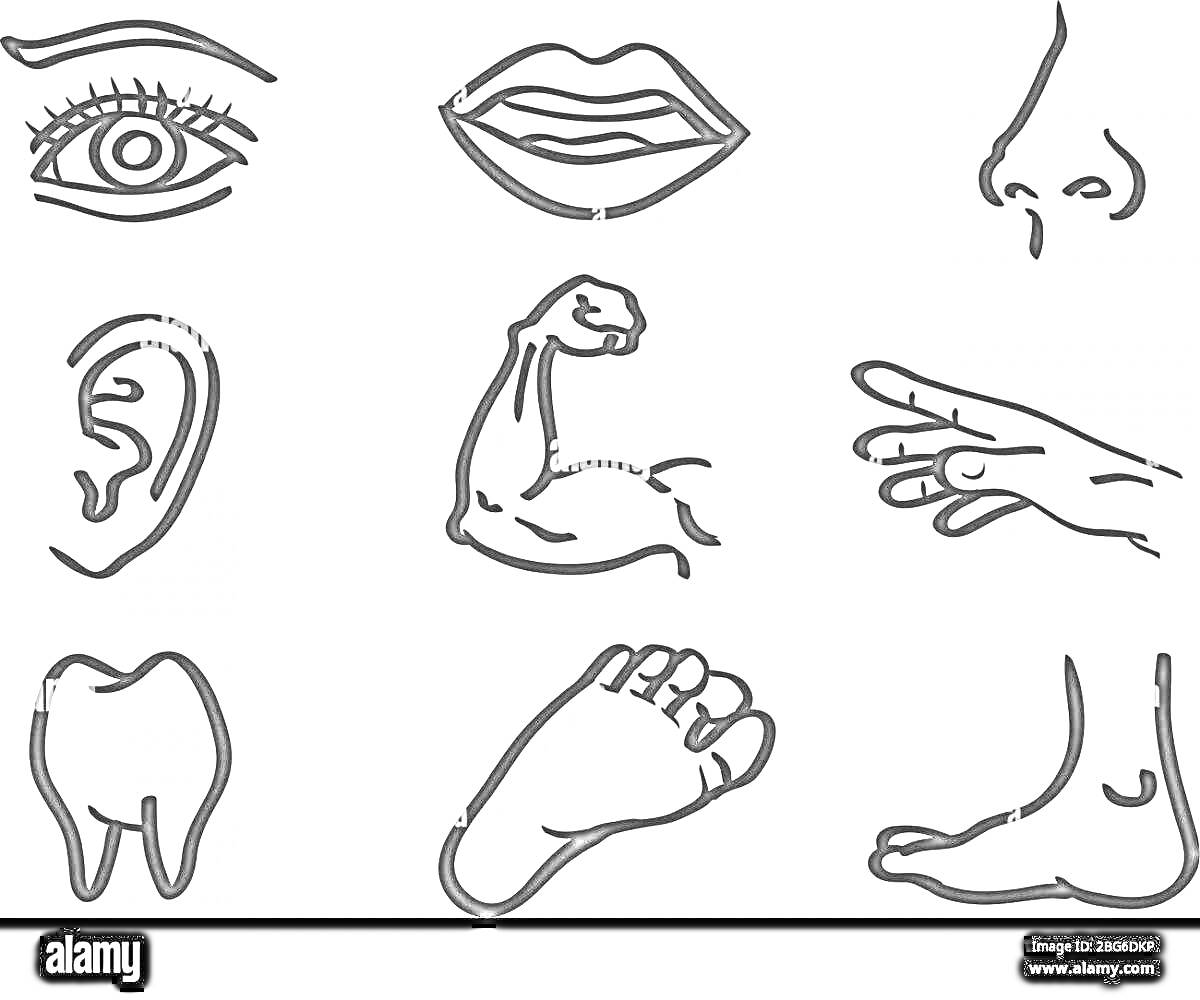 Раскраска Глаз, губы, нос, ухо, мышца, рука, зуб, нога