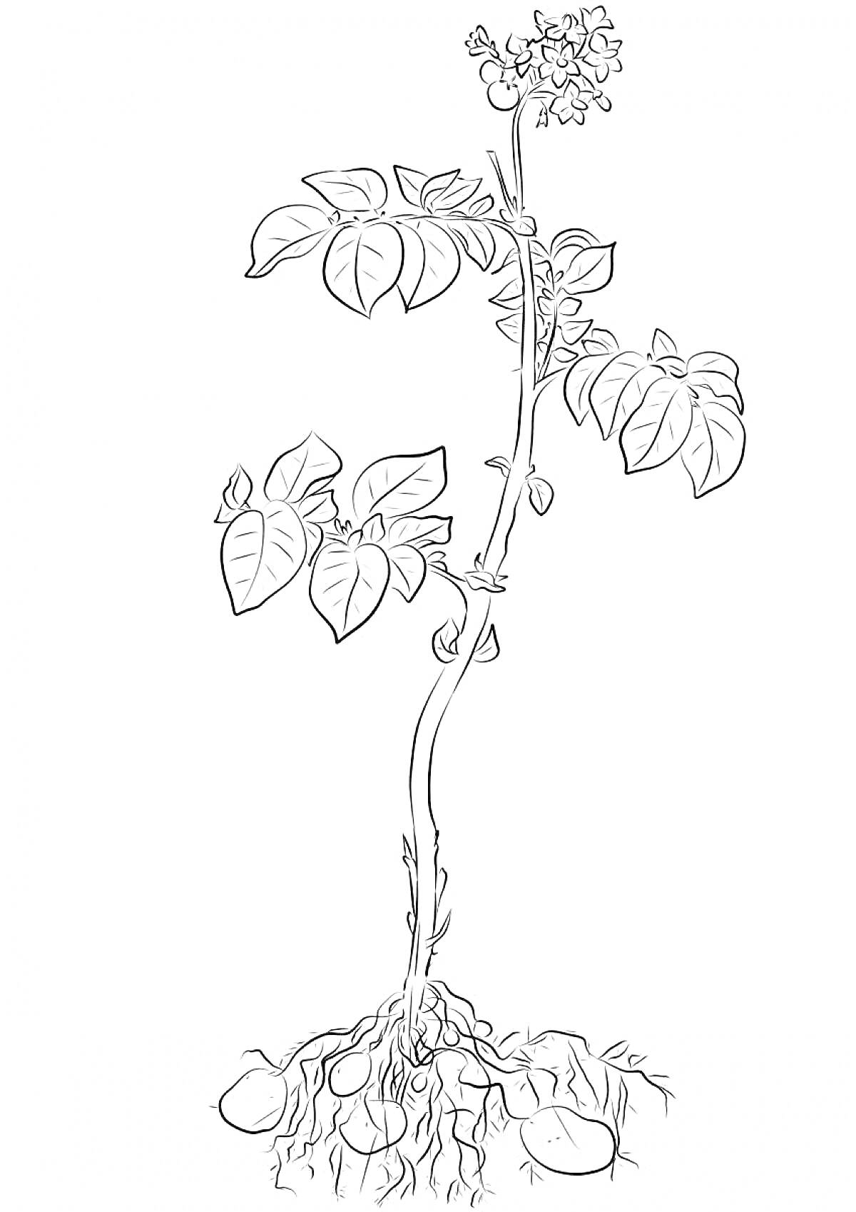 Растение картофеля с цветами, листьями и корнями с клубнями