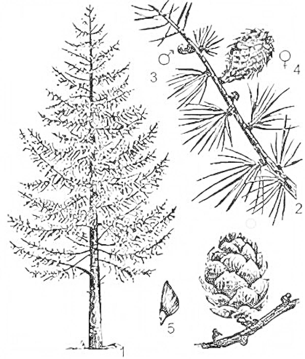 Раскраска Лиственница с изображением дерева, веток, мужских и женских шишек, иголок и семян