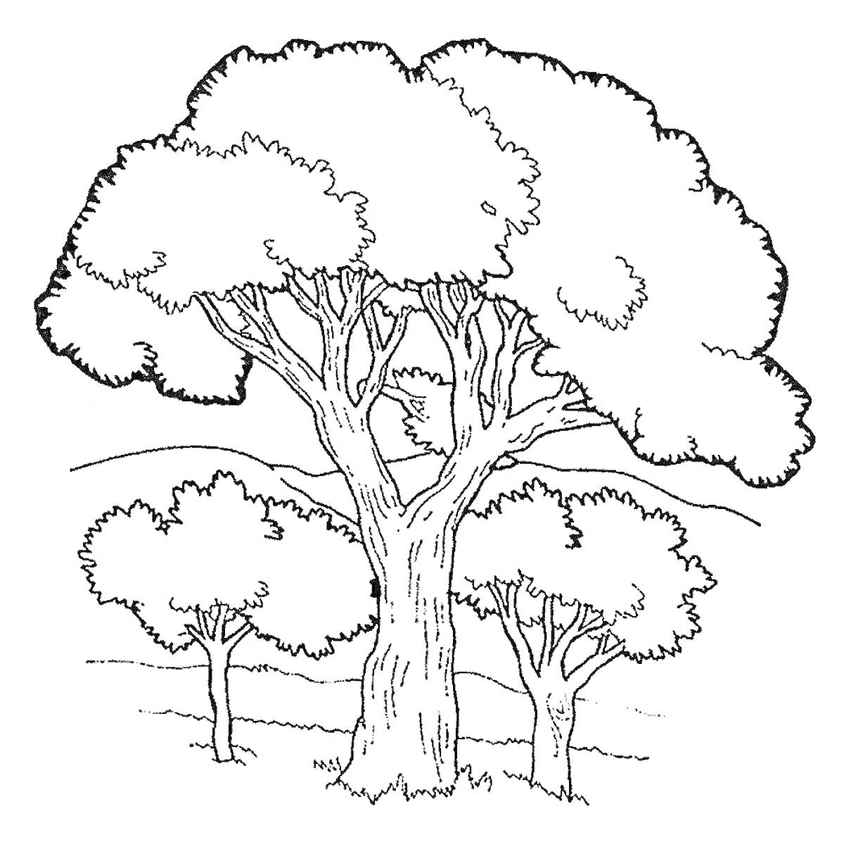 Раскраска Большие деревья на фоне холмов и маленьких деревьев
