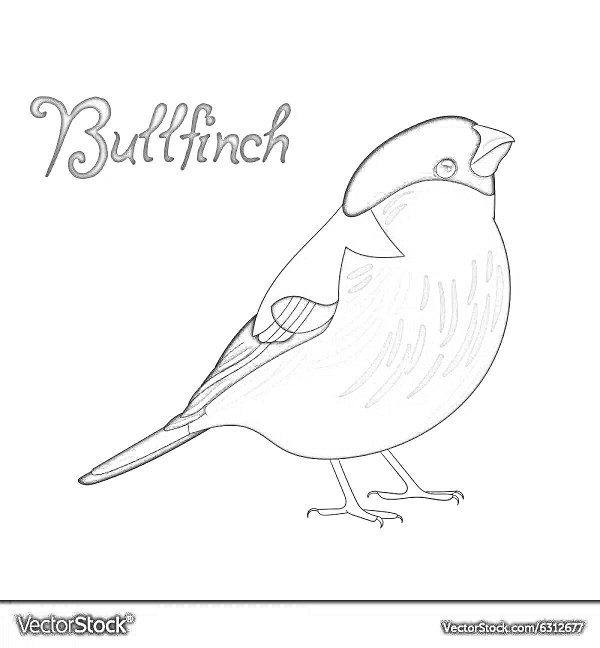 На раскраске изображено: Снегирь, Птица