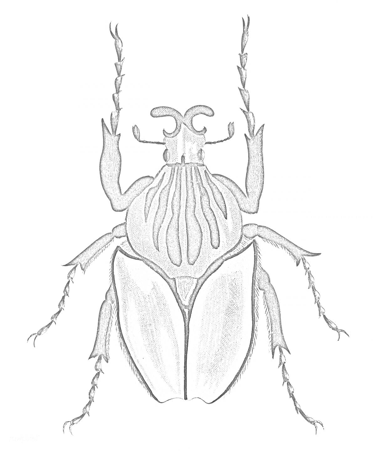 Раскраска жук с усиками, деталями и узорами на теле