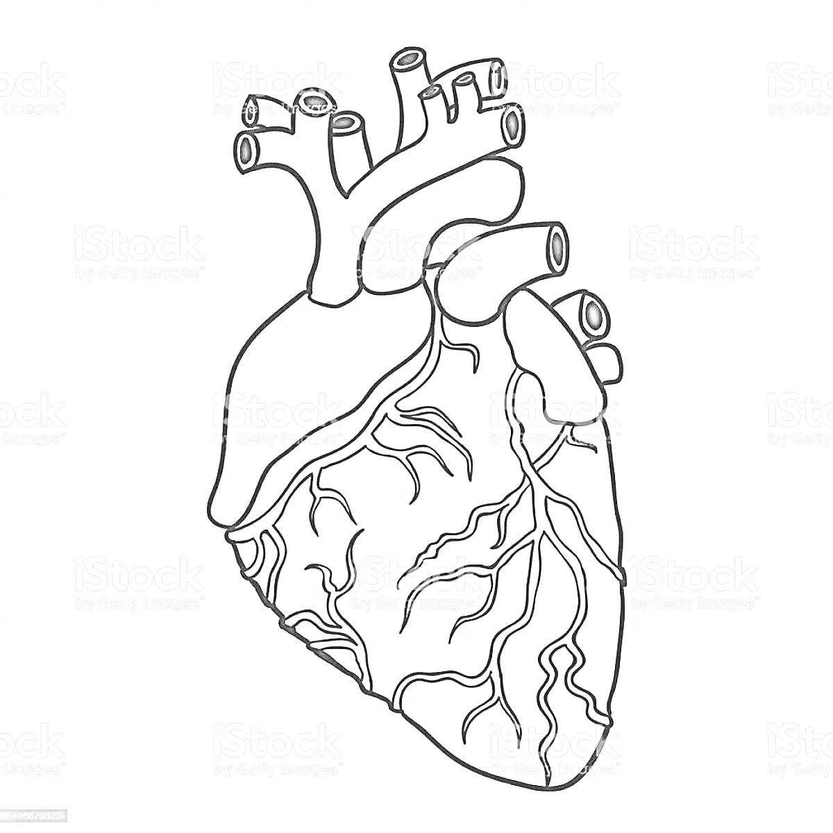 Раскраска Анатомическое сердце с артериями и венами