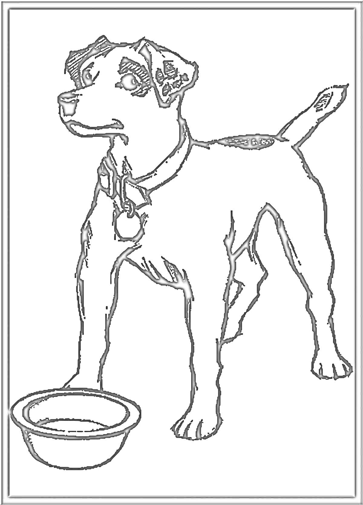 На раскраске изображено: Собака, Ошейник, Миска, Контурные рисунки