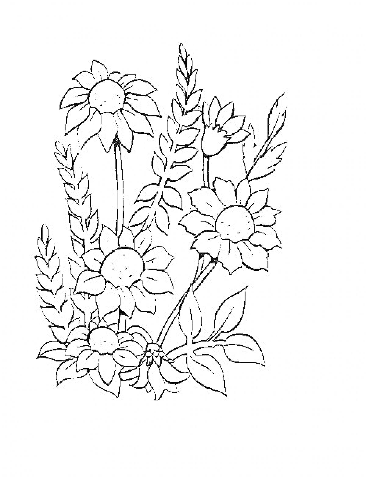 Раскраска Цветы на лугу, включающие ромашки и листья