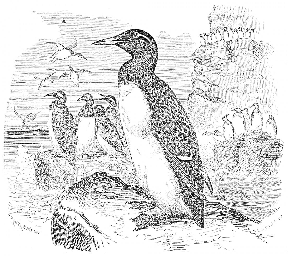 Раскраска Пингвины на скалах и в полете около моря