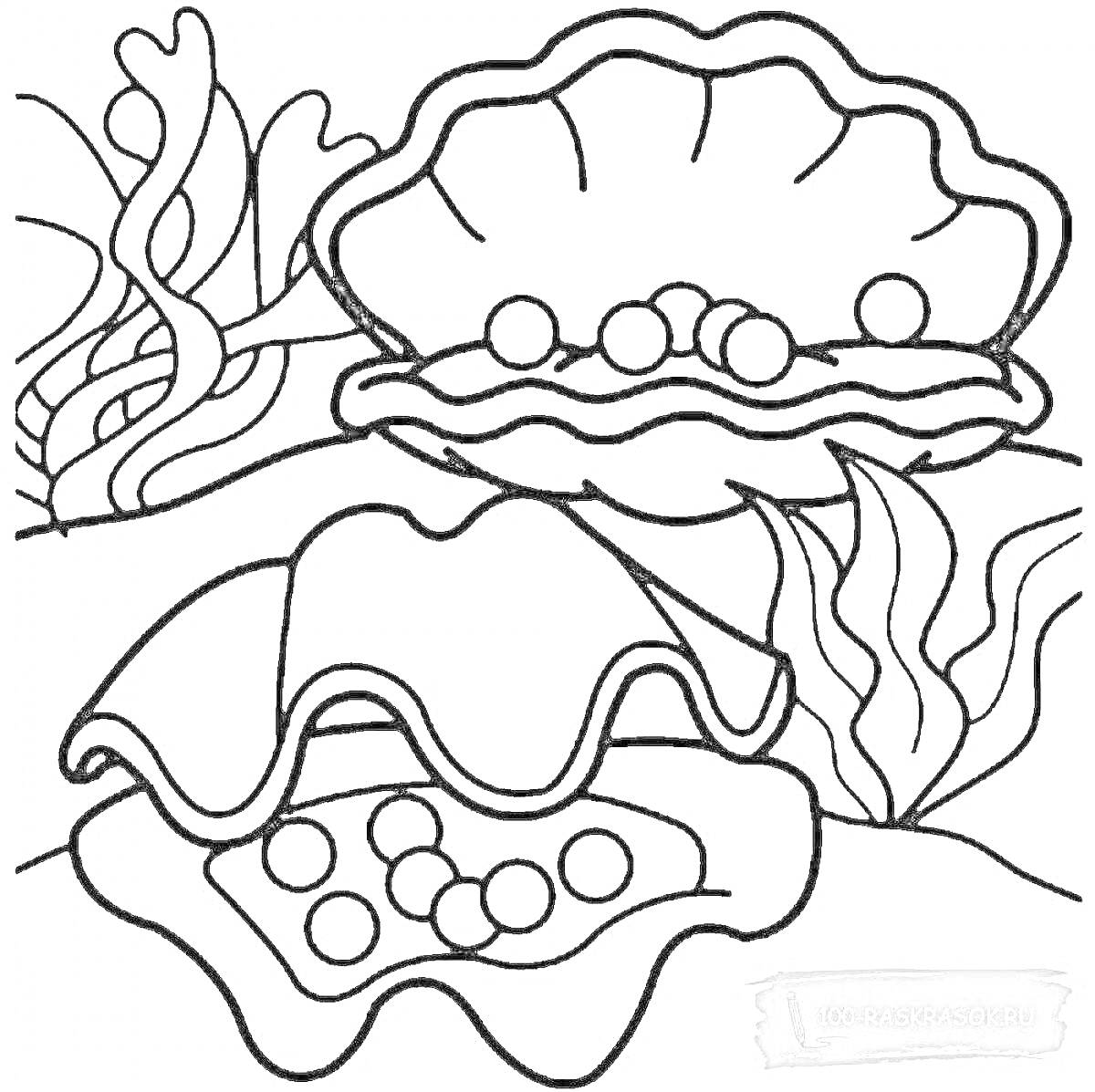 Раскраска Ракушка с жемчужинами, морские водоросли