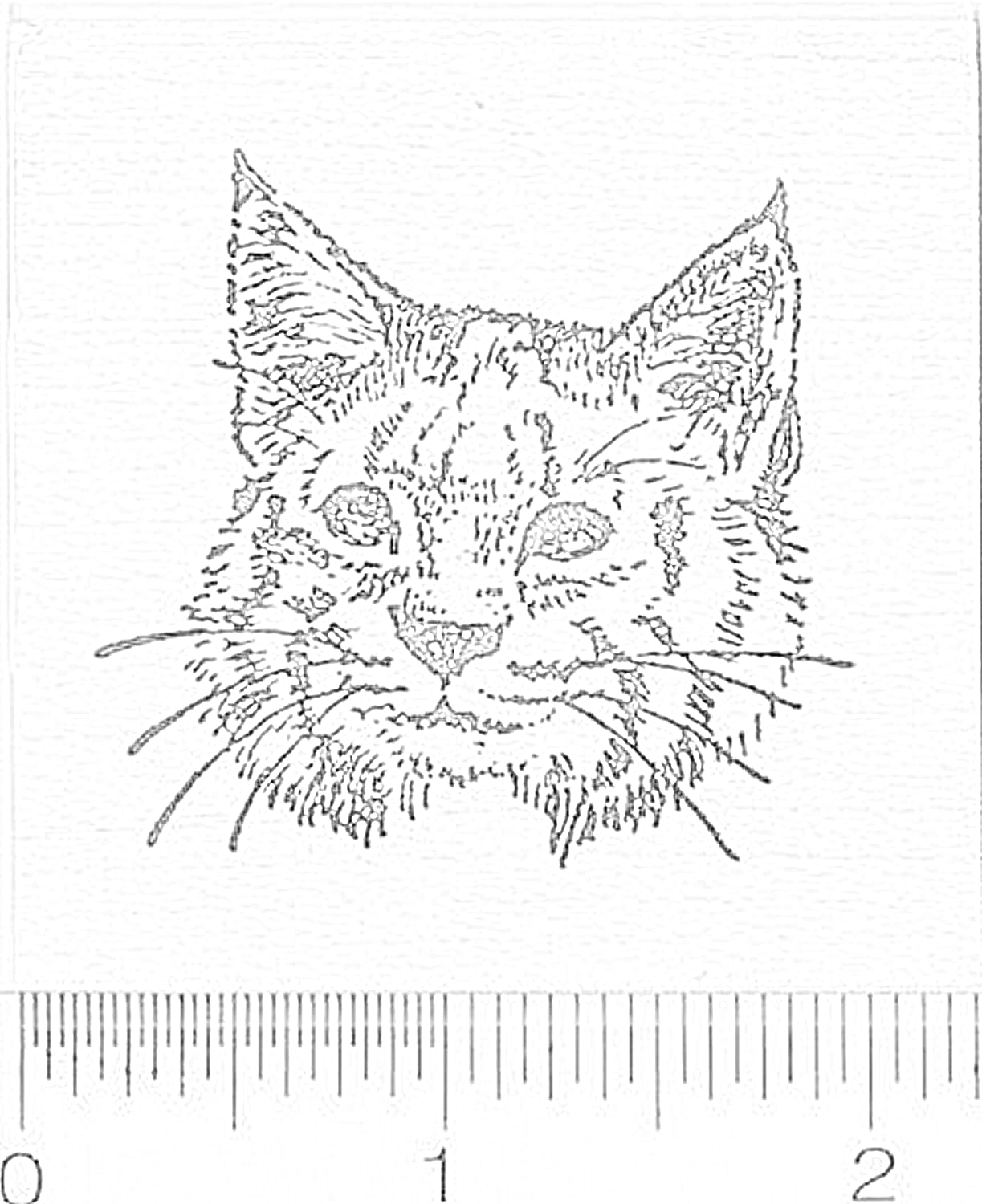 Раскраска Изображение камышового кота с линейкой для масштаба