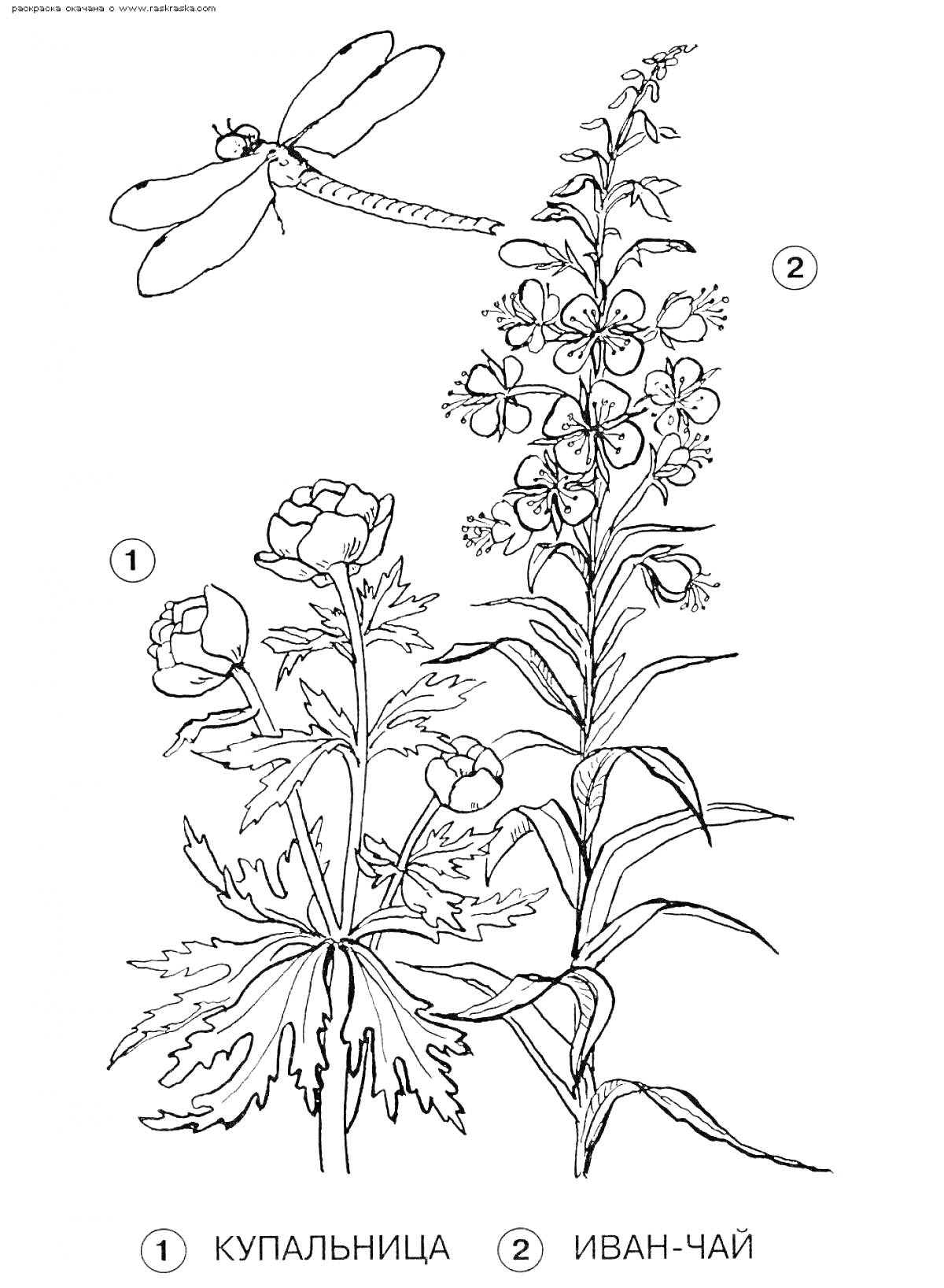 На раскраске изображено: Лекарственные растения, Для дошкольников, Природа, Цветы, Ботаника
