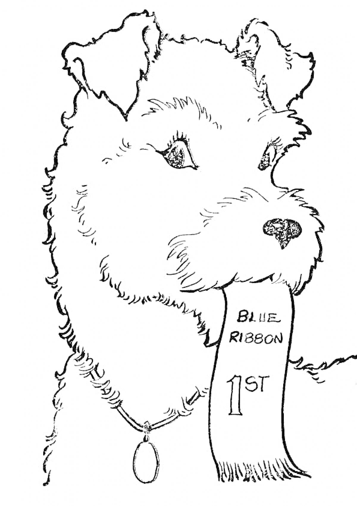 Раскраска Собака с голубой лентой за первое место