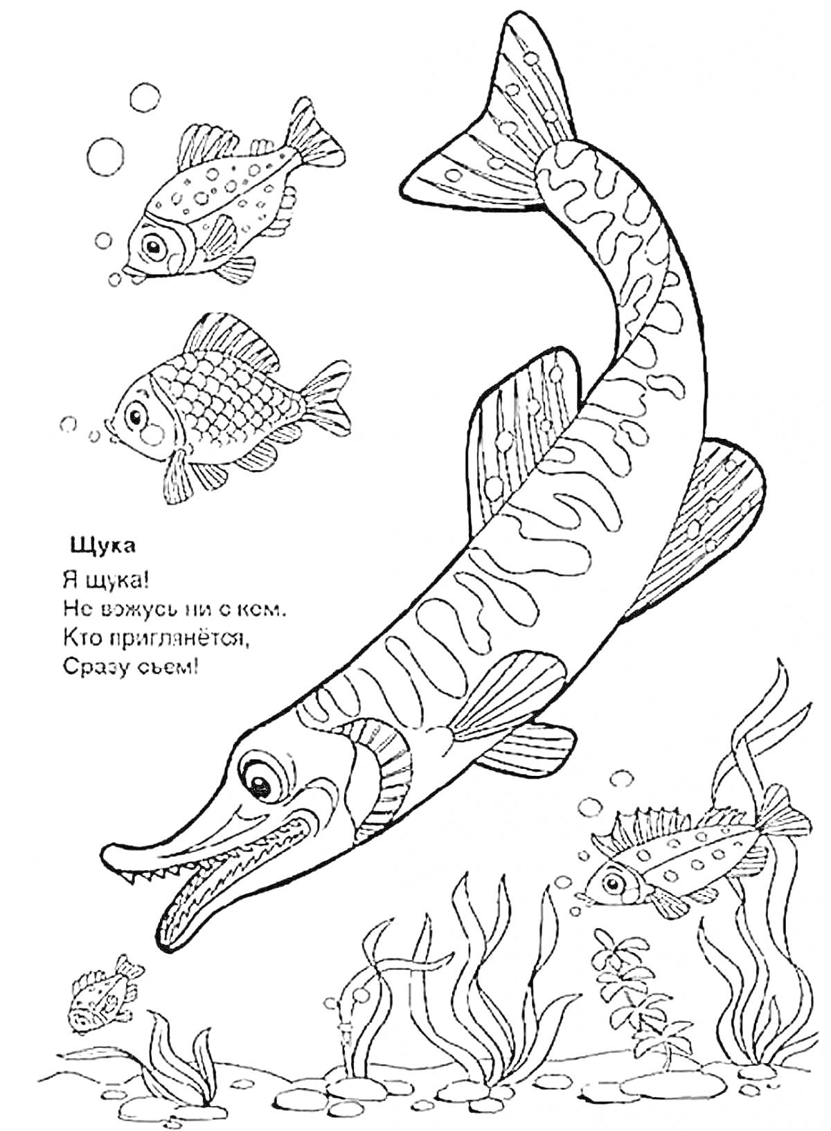 Раскраска Щука с мальками и подводными растениями