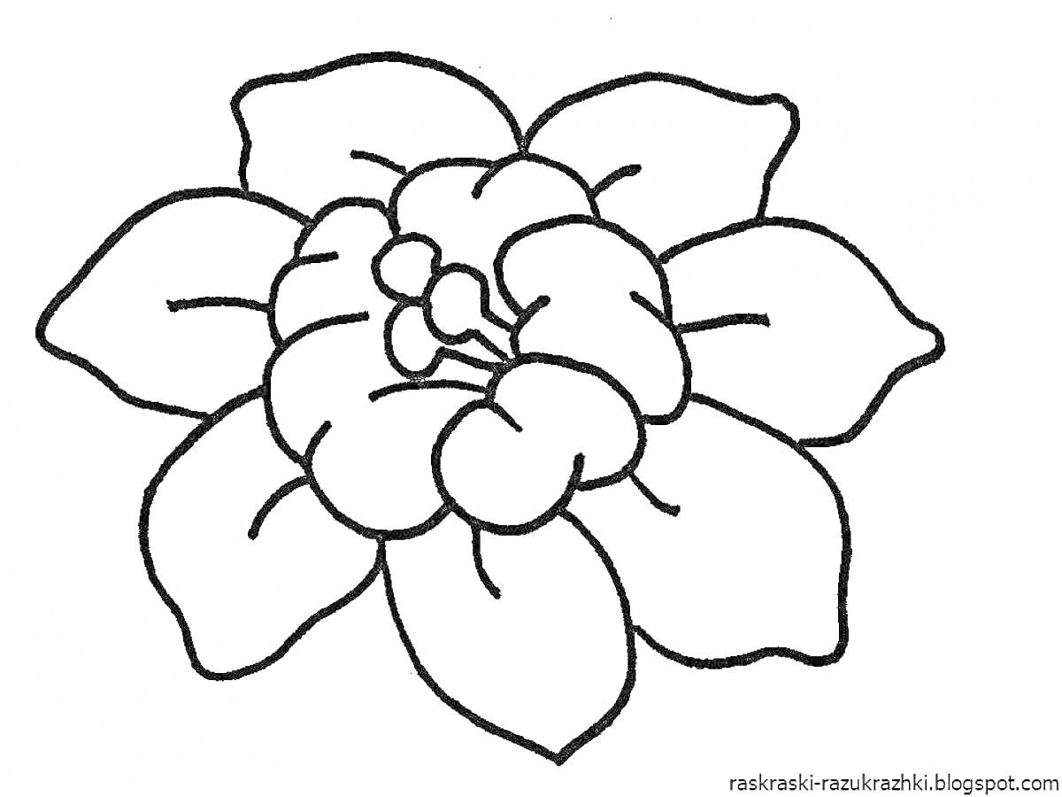 Раскраска Цветок цветик-семицветик с семью лепестками