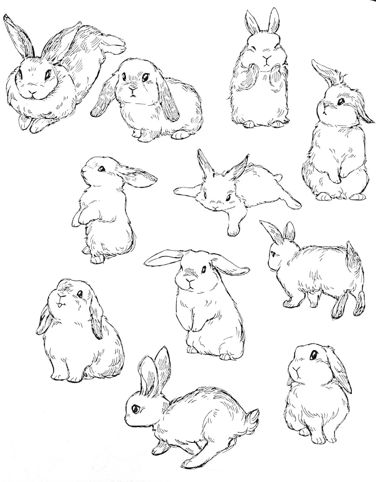Раскраска Картинка с маленькими кроликами в разных позах