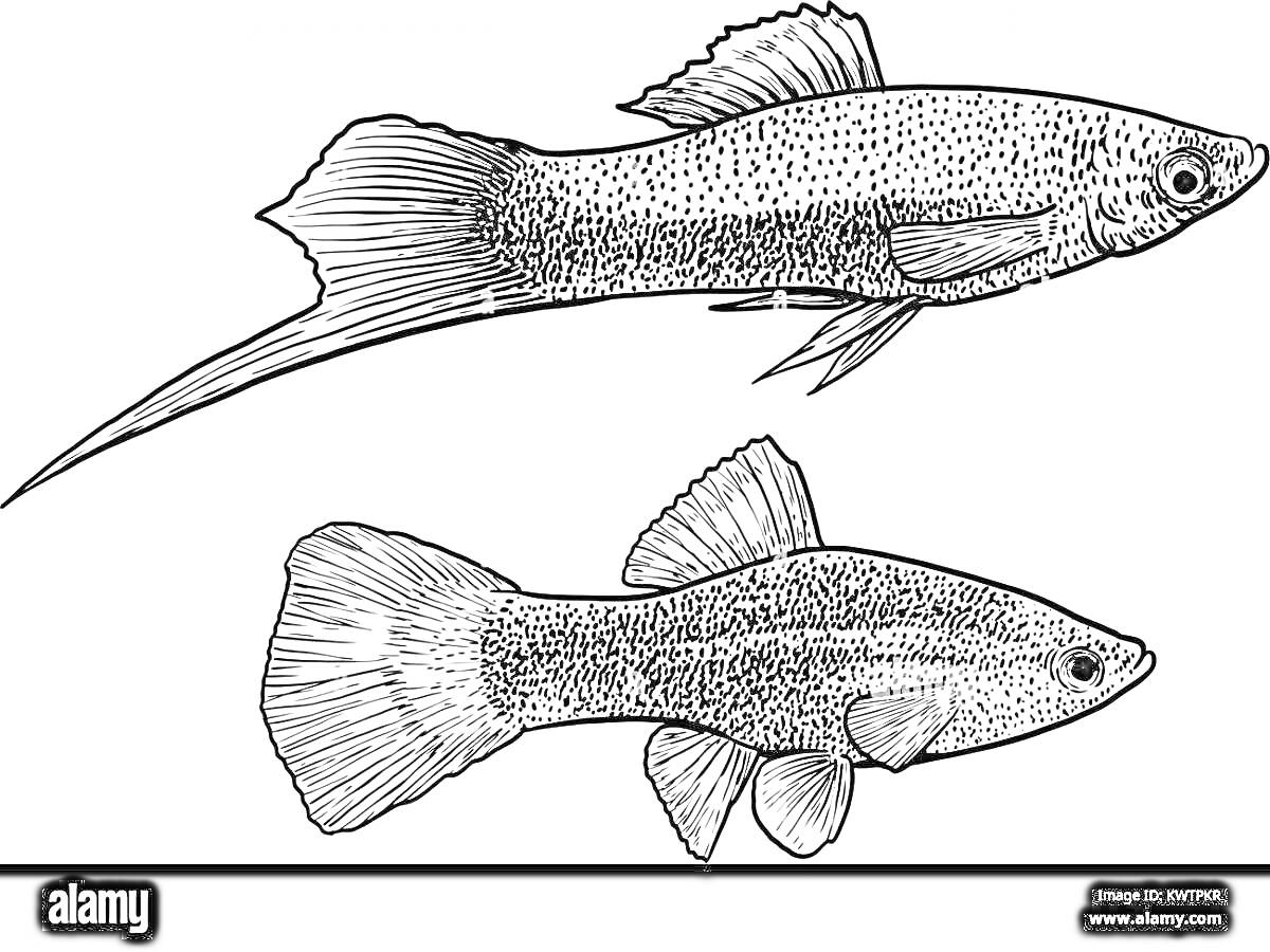 Раскраска Две рыбки гуппи на белом фоне