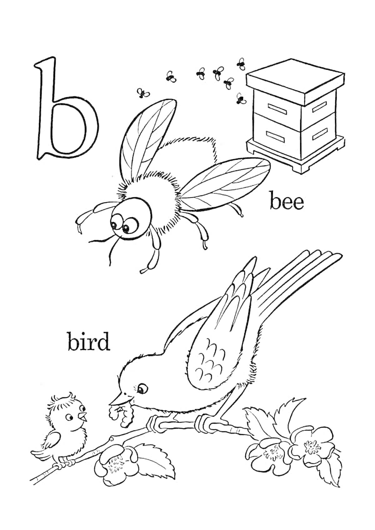 Раскраска английская буква b, большая пчела у улья, птица и птенец на ветке с цветами
