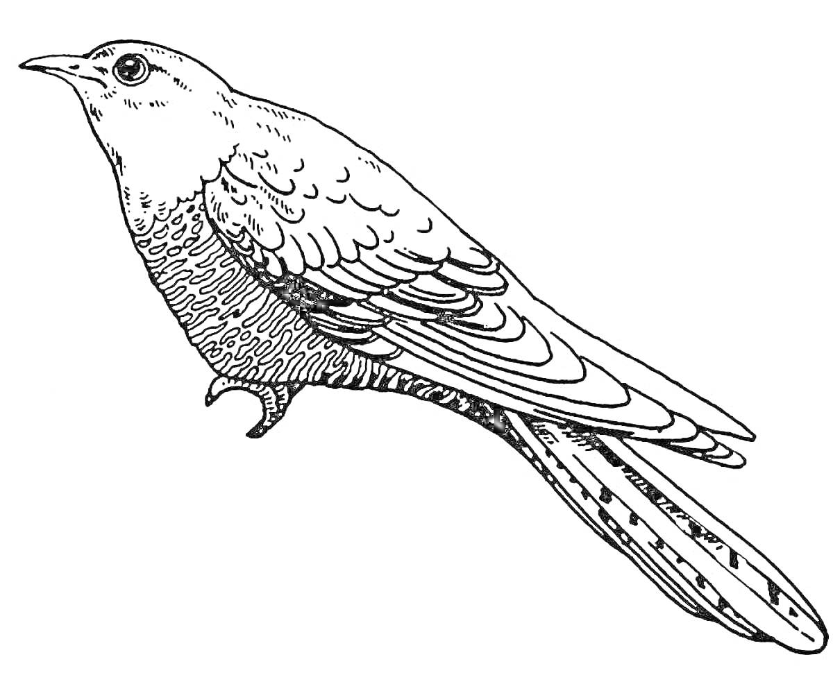 На раскраске изображено: Кукушка, Птица, Природа, Перья, Длинный хвост, Крылья